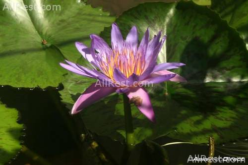 Phuket Pavilions 31